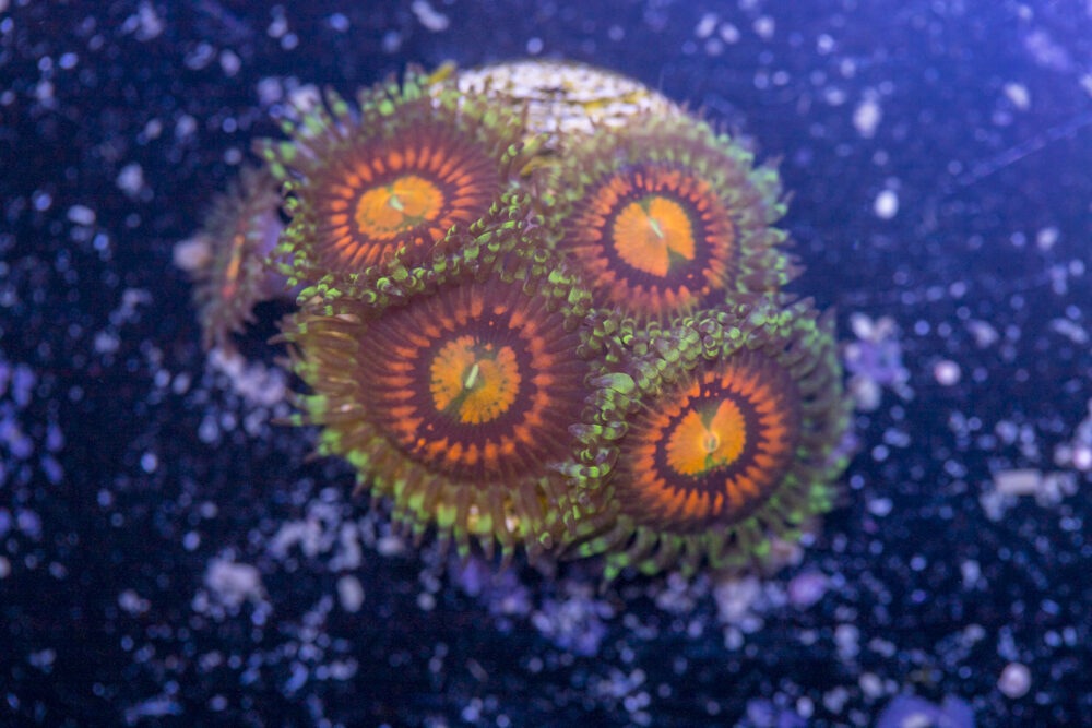 Zoanthids - Rainbow Incinerator