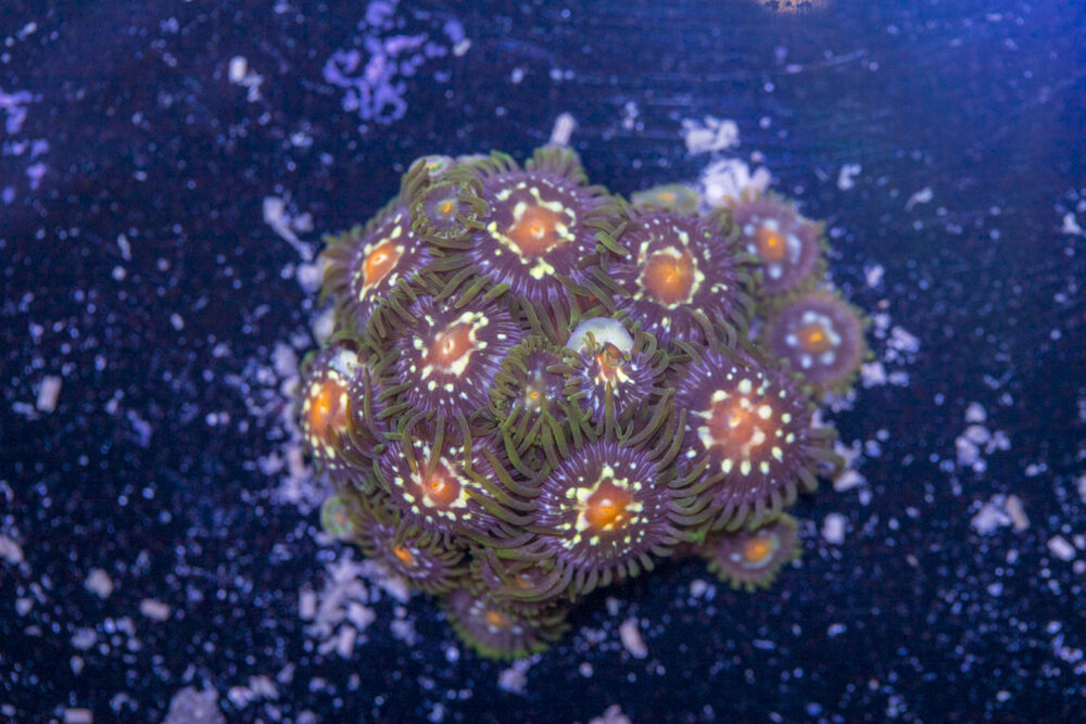 Zoanthids - Pinwheel