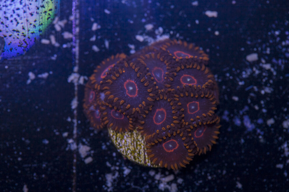 Zoanthids - Red Hornet
