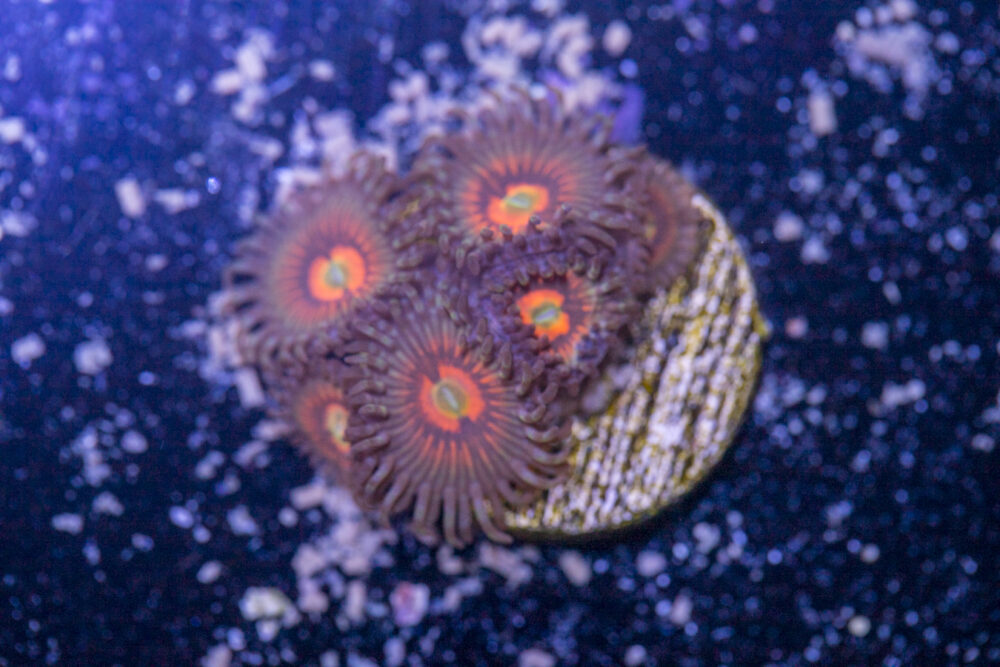 Zoanthids - God of War