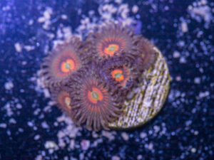 Zoanthids - God of War