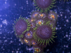 Zoanthids - Pinwheel Combo