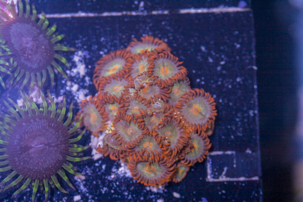 Zoanthids