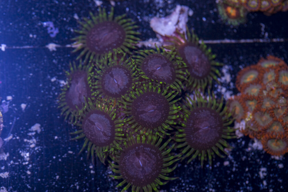 Zoanthids - Purple Monster