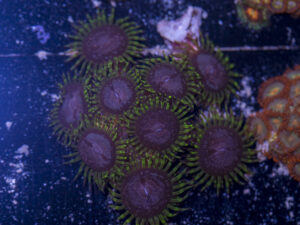 Zoanthids - Purple Monster