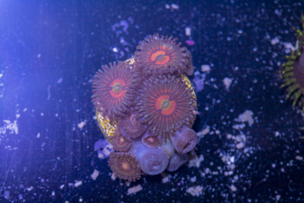 Zoanthids - God of War