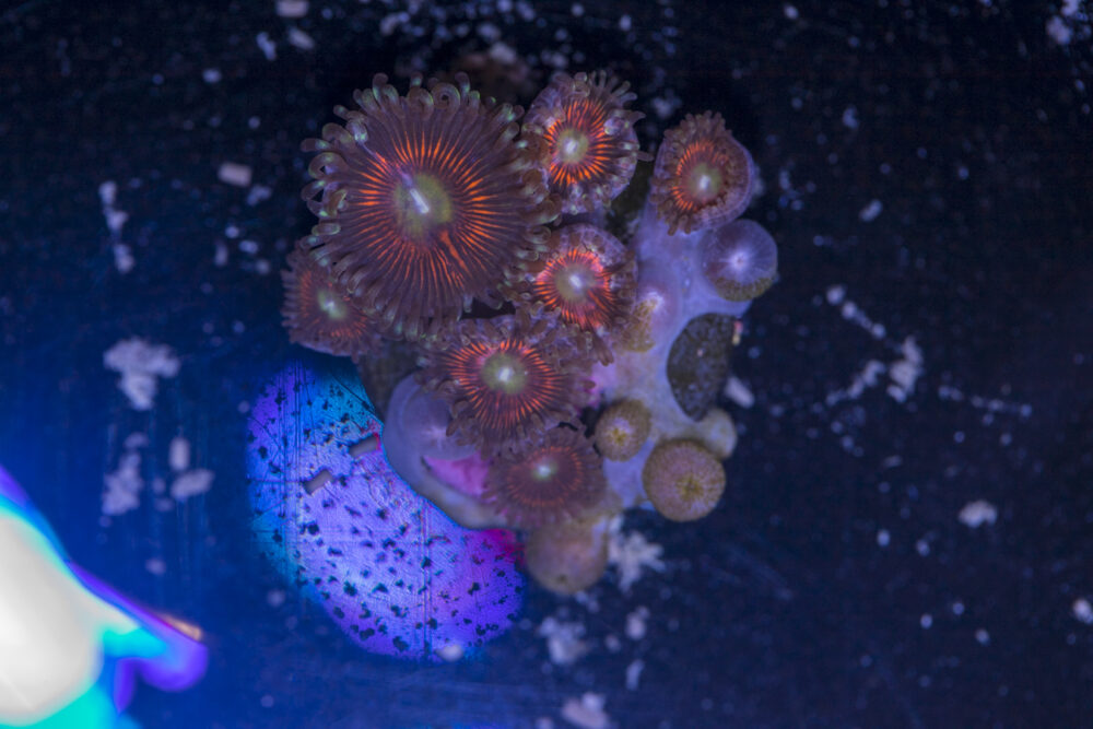 Zoanthids - God of War