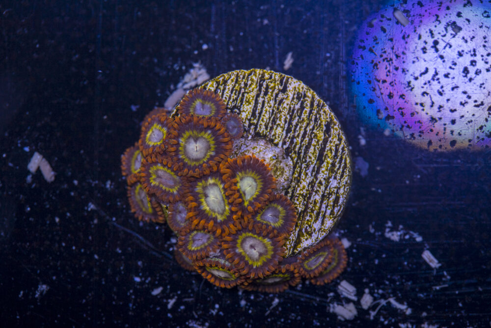 Zoanthids - Orange Mandarin