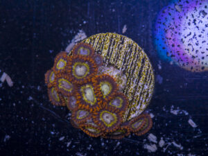 Zoanthids - Orange Mandarin