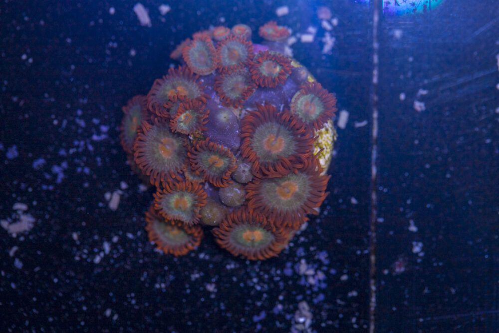 Zoanthids