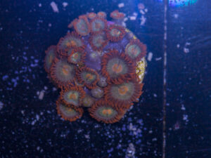 Zoanthids