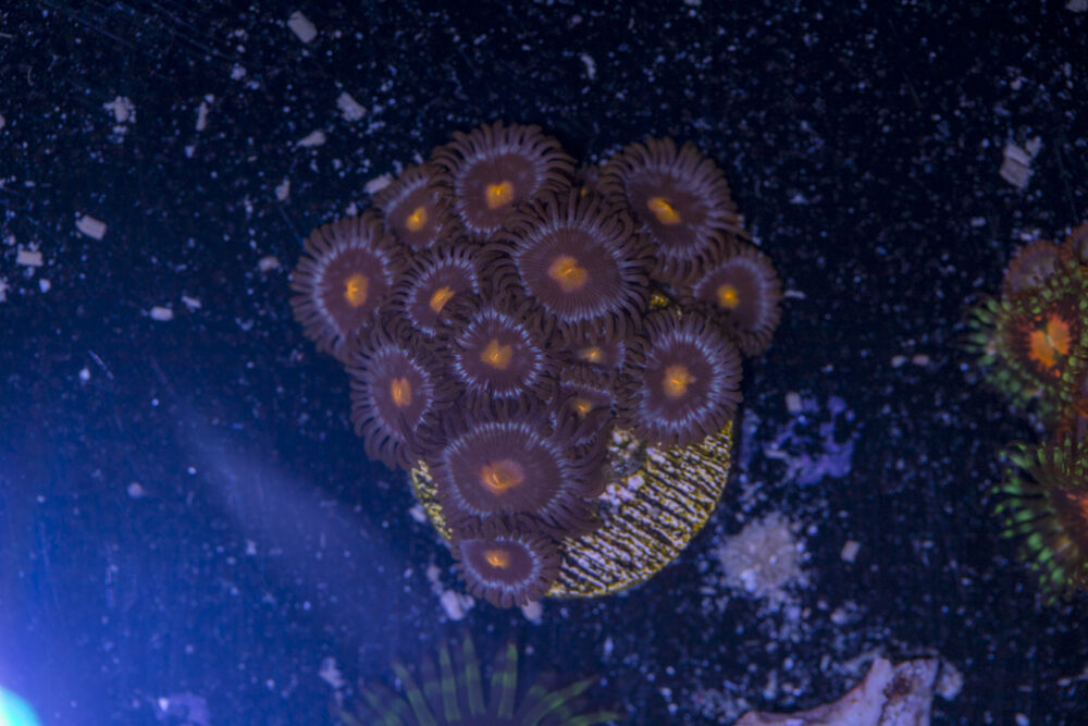 Zoanthids - Blow Pop