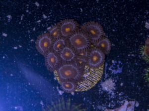 Zoanthids - Blow Pop