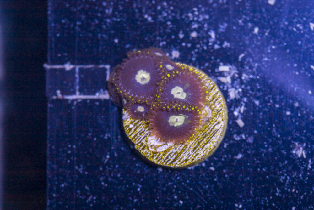 Zoanthids