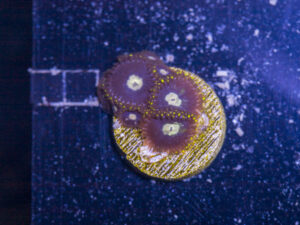 Zoanthids