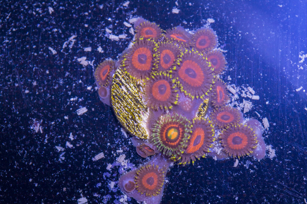 Zoanthids