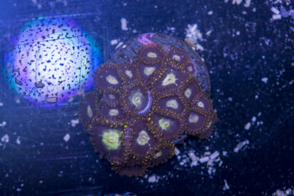 Zoanthids