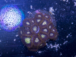 Zoanthids