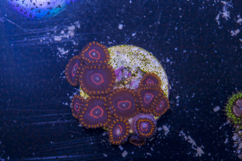 Zoanthids - Red Hornet
