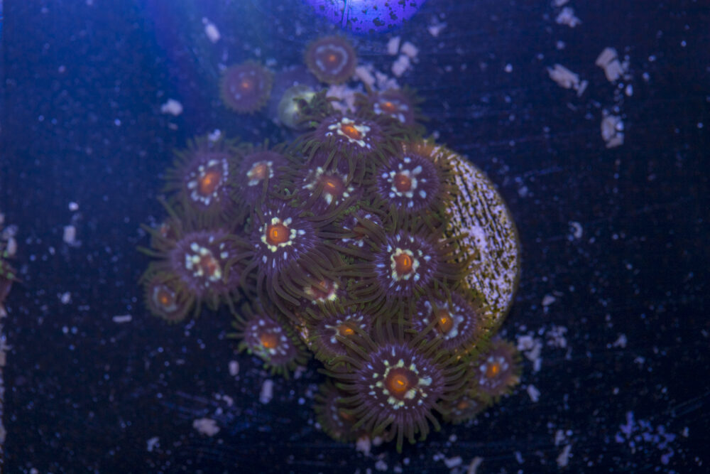 Zoanthids - Pinwheel