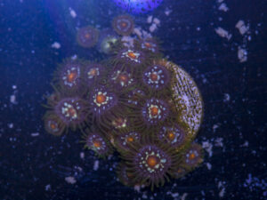 Zoanthids - Pinwheel