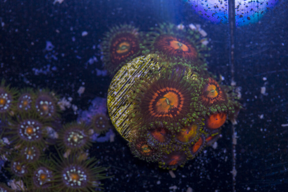 Zoanthids - Rainbow Incinerator