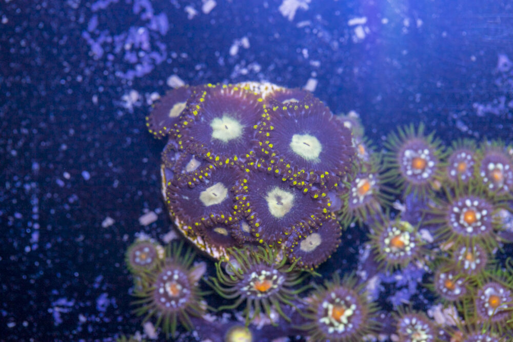 Zoanthids