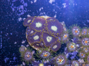 Zoanthids