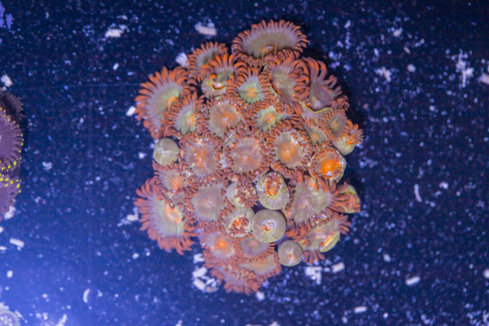 Zoanthids