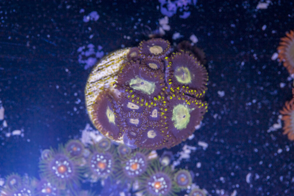 Zoanthids