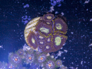 Zoanthids
