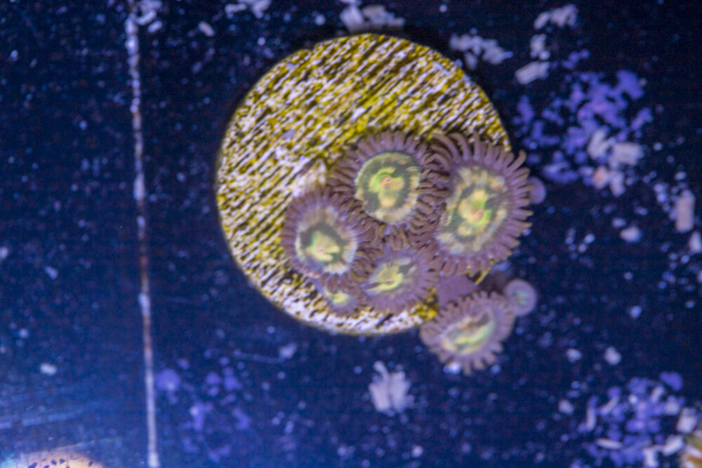 Zoanthids
