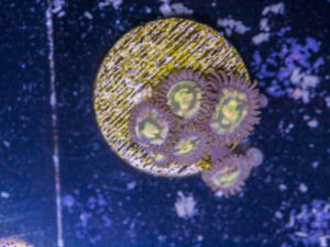 Zoanthids