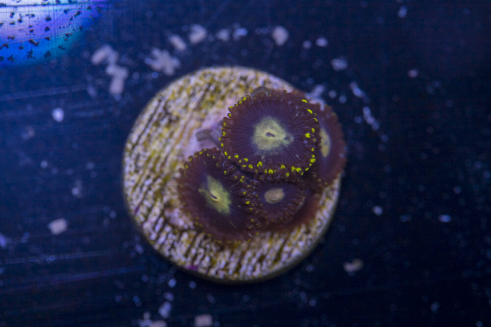 Zoanthids