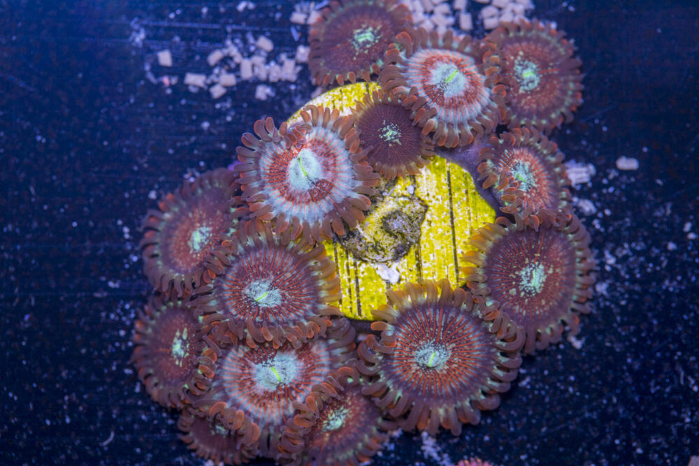 Zoanthids - Magician