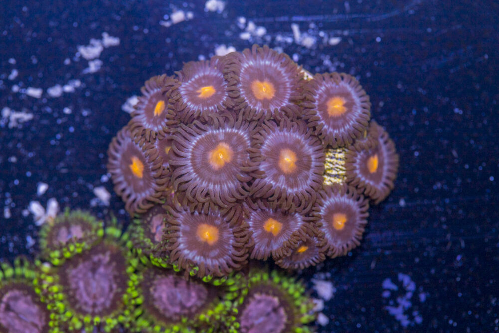 Zoanthids - Blow Pop