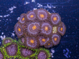 Zoanthids - Blow Pop