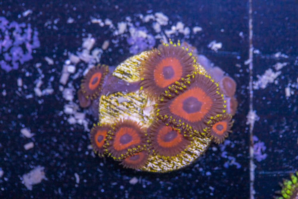 Zoanthids
