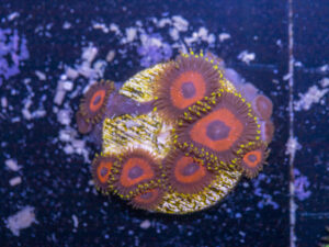 Zoanthids