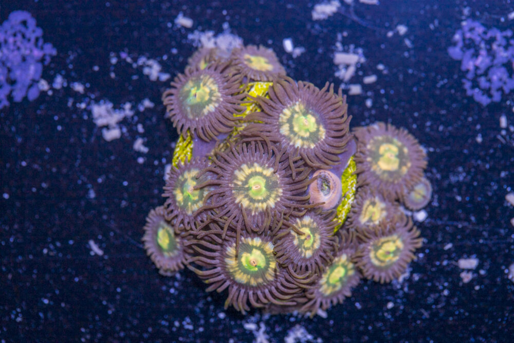 Zoanthids