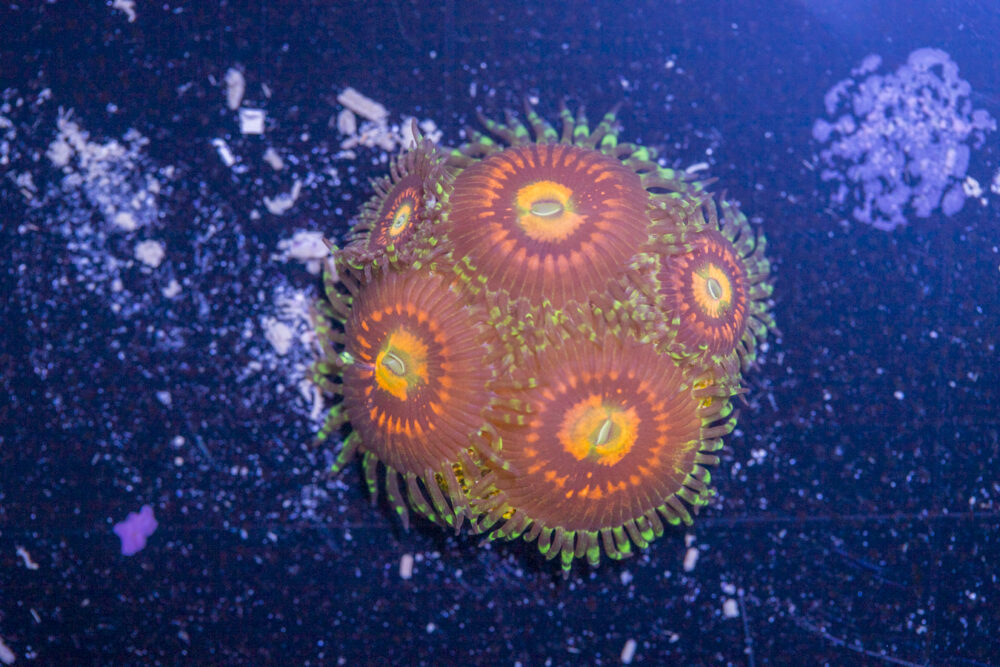Zoanthids - Rainbow Incinerator