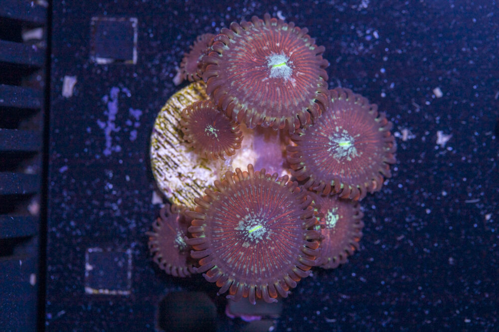 Zoanthids - Magician