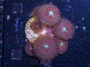 Zoanthids - Magician