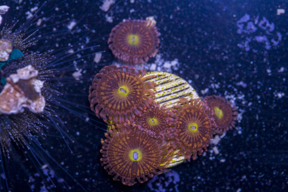 Zoanthids - Alien Anti Venom