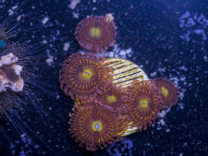 Zoanthids - Alien Anti Venom