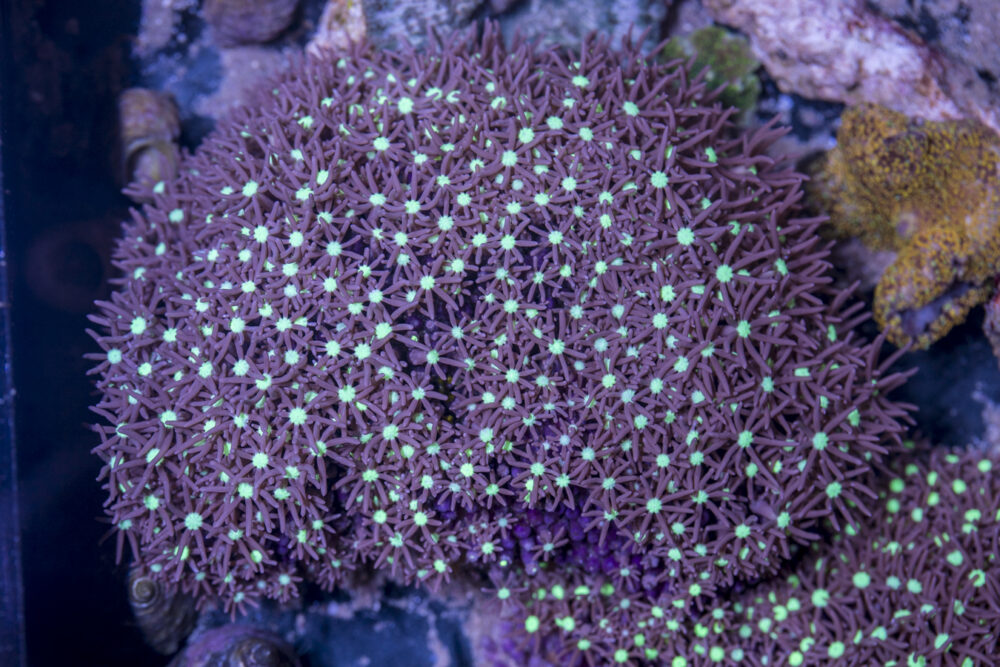 Star Polyp