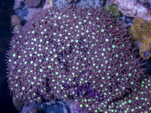 Star Polyp