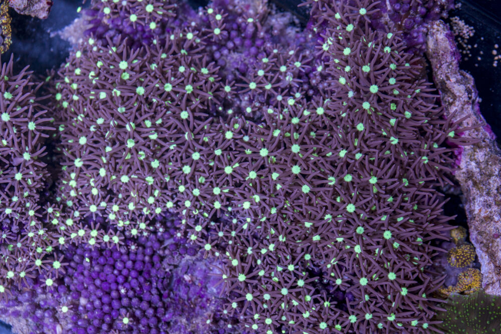 Star Polyp