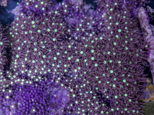 Star Polyp