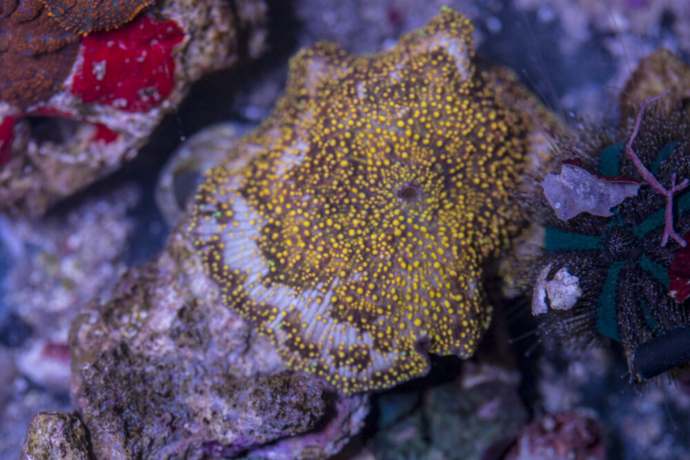 Corallimorph